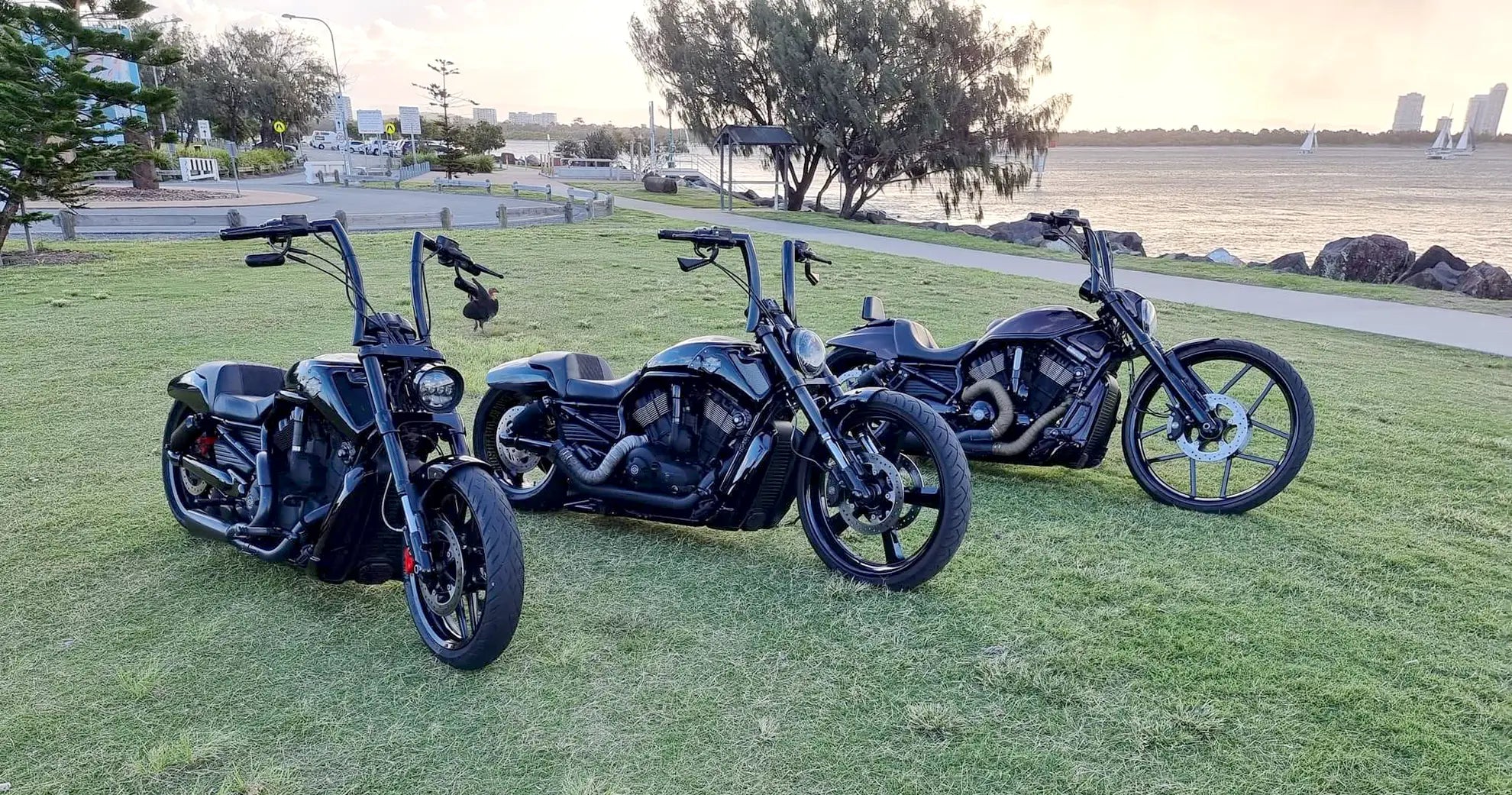 Harley Davidson V-Rods in a row